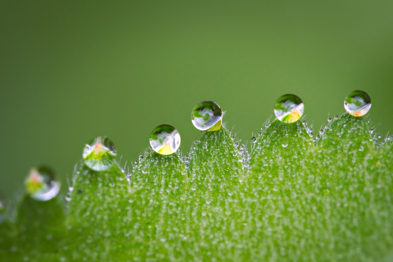 raindrop, beauty in nature, wet, fragility, vulnerability, drops, drip, close, close-up, green, water, dew, macro, growth, no people, macro photography