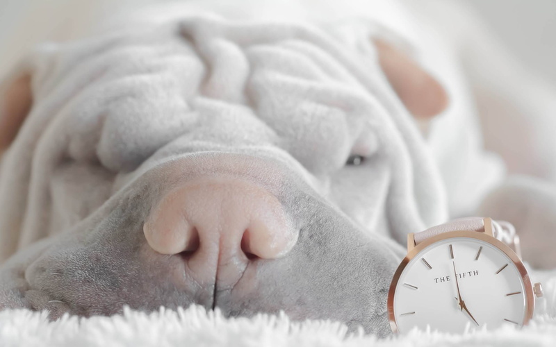 cute shar pei, pet, male, living, alarm clock, accessory, wrist, dog, sleep, close up, eyes closed, person, contemporary, black, photo, mammal, wearable