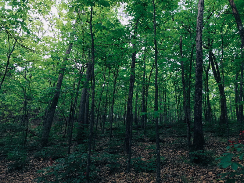 nature, plant, growth, 4K, wood, trees, oak, woodland, outdoors, lush foliage, forest, creepy, dark, scenics - nature, environment, tranquil scene, beauty in nature