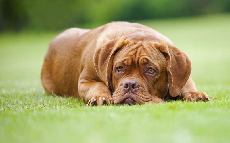 summer, 2K, looking, puppy, wrinkled, nature, lawn, domestic Animals, mammal, dogue de bordeaux, canine, animal themes, animal, outdoors, dog, lying Down