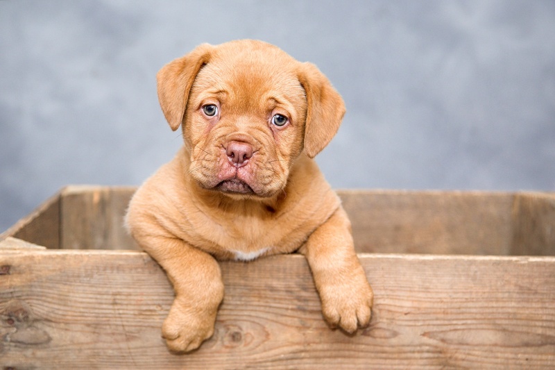 animal, tan, french, domestic animals, animal head, box, mastiff, animal themes, sitting, stands, wood - material, sweet, dogs, relaxation, focus on foreground