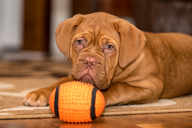 Baby Animal, Dog, 5K, Puppy, Dogue de Bordeaux, Pet, Dogs
