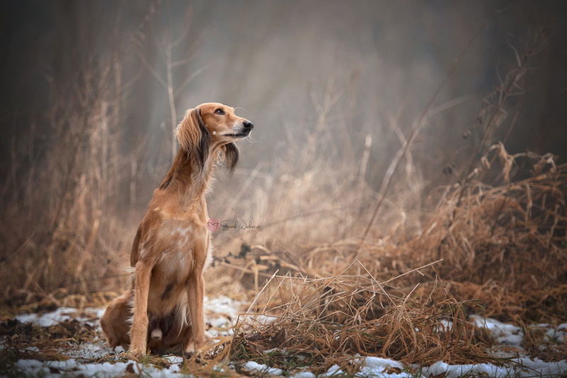 1080P, Pet, Animal, Saluki, Dog