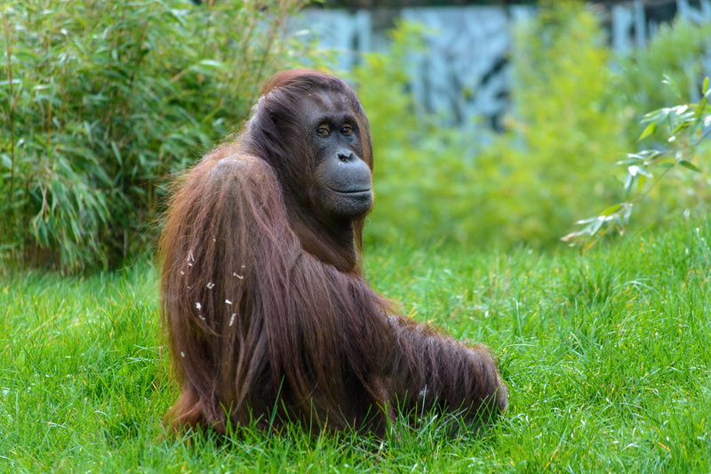 tropical rainforest, green color, animal wildlife, day, ape, vertebrate, nature, land, mammal, orang-utan, sitting, monkey, tiergarten, grass, animals in the wild