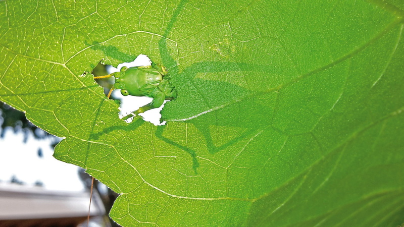 no people, macro, green, animal, 1080P, invertebrate, plant part, leaf vein, leaf, outdoors, one animal, day, grasshopper, bottom view, close-up, animal themes