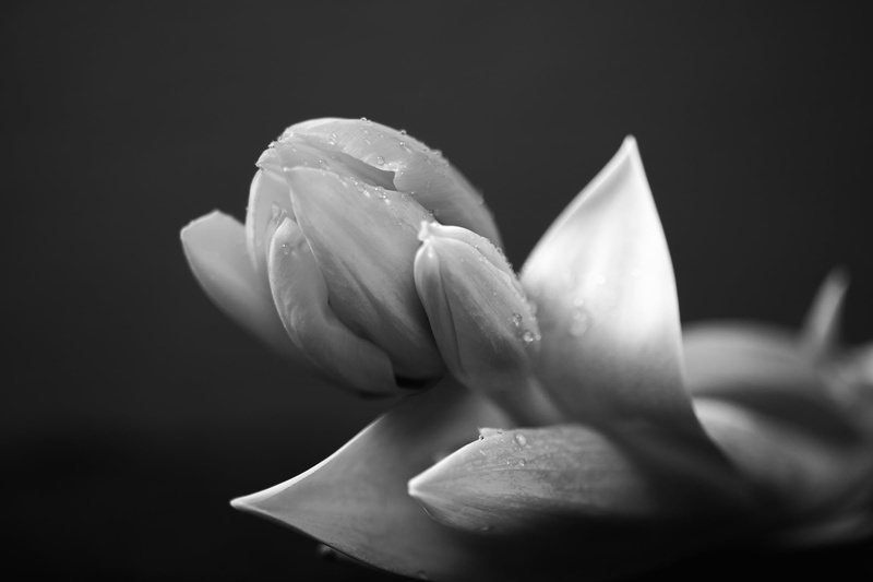 studio, spring, close-up, nature, rose, inflorescence, monochrome, freshness, 1080P, black, no people, selective focus, flower, black and white, vulnerability