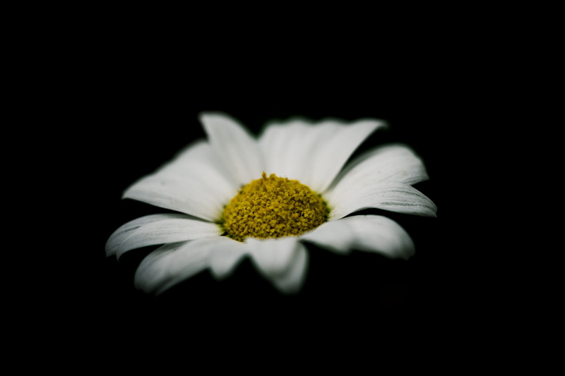flower head, yellow, black, background, softness, petal, indoors, white color, low-key, fragility, close-up, inflorescence, no people, spring, daisy, close up