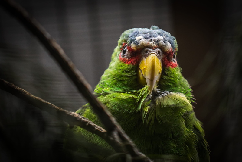 selective focus, vertebrate, beautiful, animal, colors, close-up, animal themes, gray, exotic, screenshot, bird, perching, wild, tree, animal wildlife