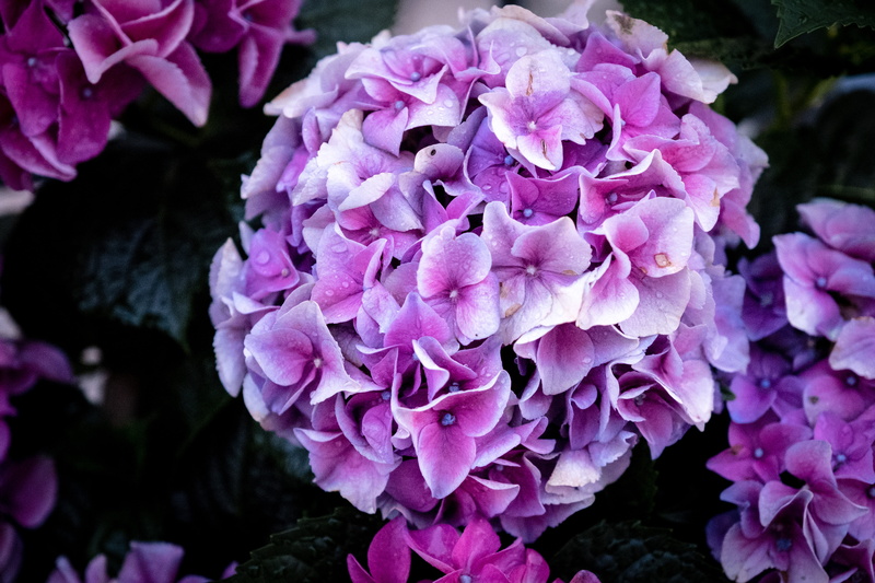 leaf, 5K, hydrangea, bouquet, pink color, inflorescence, white, nature, flower, plant, green, close-up, leaves, no people, focus on foreground, growth