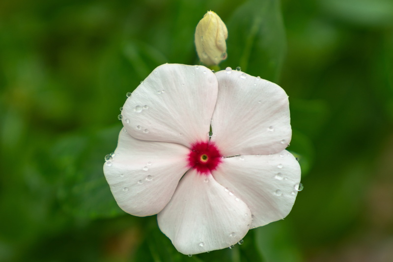 petal, dew, flower, wet, raindrop, vulnerability, flower head, flower petals, drop, nature, red, Water droplets, inflorescence, focus on foreground, rain drops