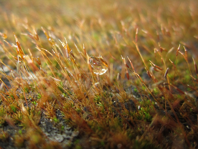 tranquility, plant, selective focus, macro, yellow, green color, natural, field, black, light, beauty in nature, growth, golden, 2K, tranquil scene, land