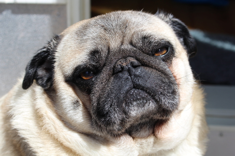 close-up, focus on foreground, no people, pug, animal body part, small, vertebrate, animal, domestic, dog, sullen, animal eye, one animal, lap dog, mammal