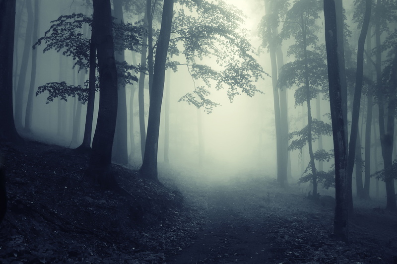shadow, fog, deep, foggy, woodland, fantasy, season, hazy, non-Urban Scene, scenics, tranquility, sunbeam, footpath, mist, tree trunk, trunk, day, land