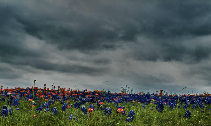 nature and landscapes, nature, texas, amp, wildflowers, 1080P, clouds, field, paintbrush, indian, bluebonnets, fields