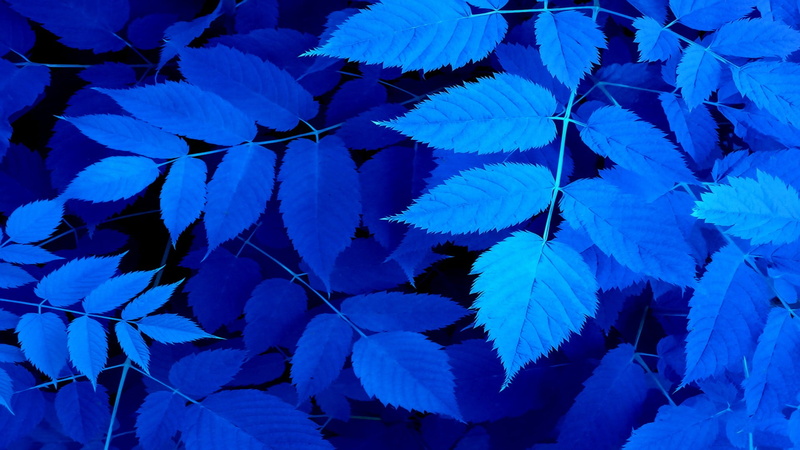 nature, leaf, freshness, pants, outdoors, vulnerability, beauty in nature, flower, high angle view, leaves, flower head, photography, backgrounds, no people