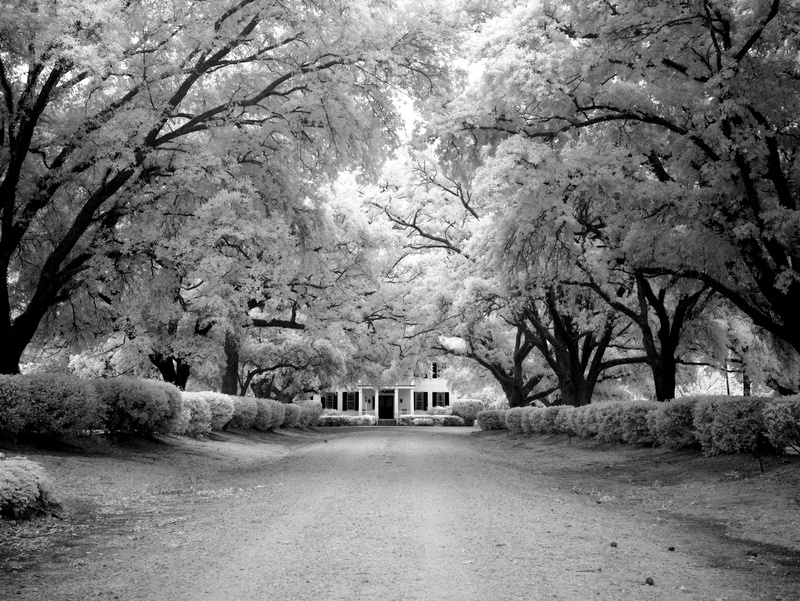 the way forward, tree, country house, bare tree, usa, house, carol m highsmith, america, Villa, avenue, real estate, 5K, built structure, building exterior
