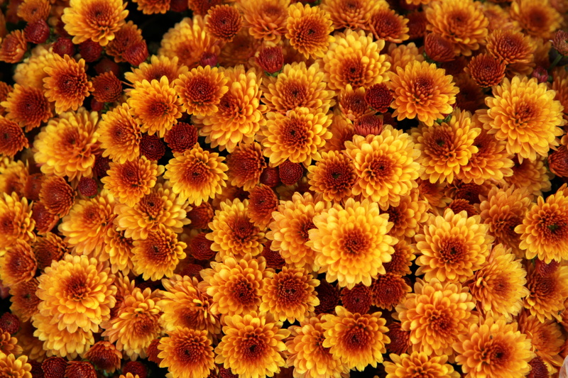 september, petal, petaled, flower, pollen, growth, color, yellow, orange, decoration, fragility, freshness, large group of objects, color background, orange flowers