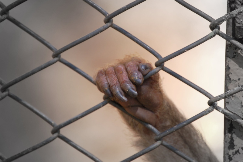 barrier, human hand, trapped, human body part, primate, focus on foreground, soledad, close-up, jail, boundary, fence, mano, prisoner, one person, protesta