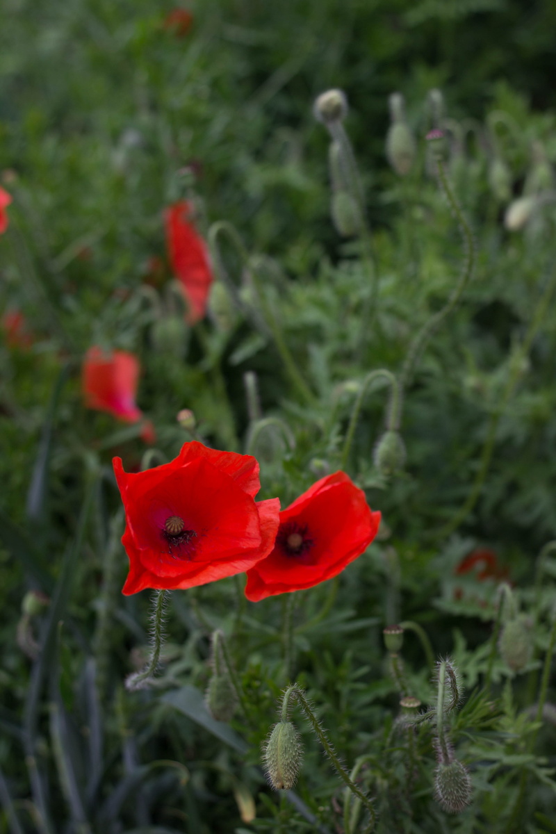 red, poppy, beauty in nature, day, growth, plant, inflorescence, spring, green, no people, flower head, flower, nature, outdoors, rememberance, field, land
