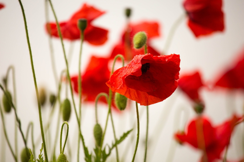 petal, flower head, vulnerability, poppy, england, geranium, selective focus, fragility, no people, plant, nature, flowering plant, ww1, war, ww2, flowers