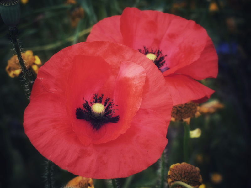 beauty in nature, outdoors, flower head, freshness, two, ww1, field, blossom, flowering plant, ww2, plant, pollen, green, iford, geranium, united kingdom