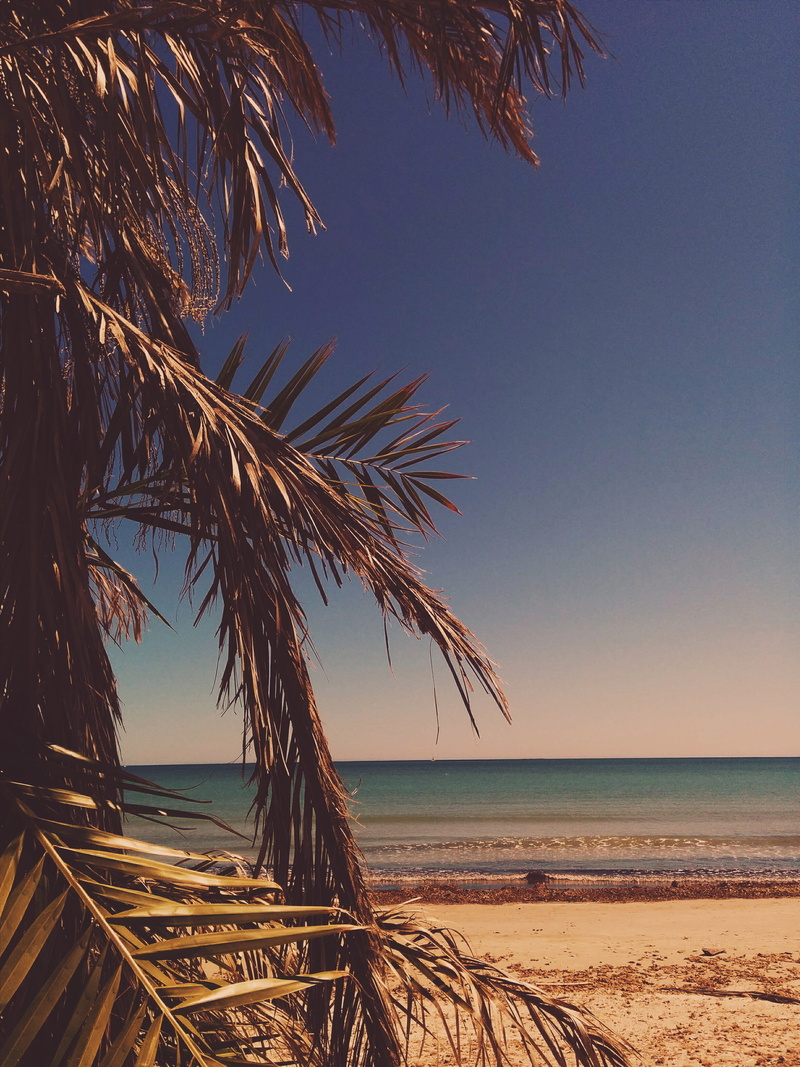tranquil scene, sepia, sky, palm leaf, scenics - nature, palm, plant, 2K, day, chill, tropical climate, tree, beach, beauty in nature, outdoors, hot, playa de la barraca quemada