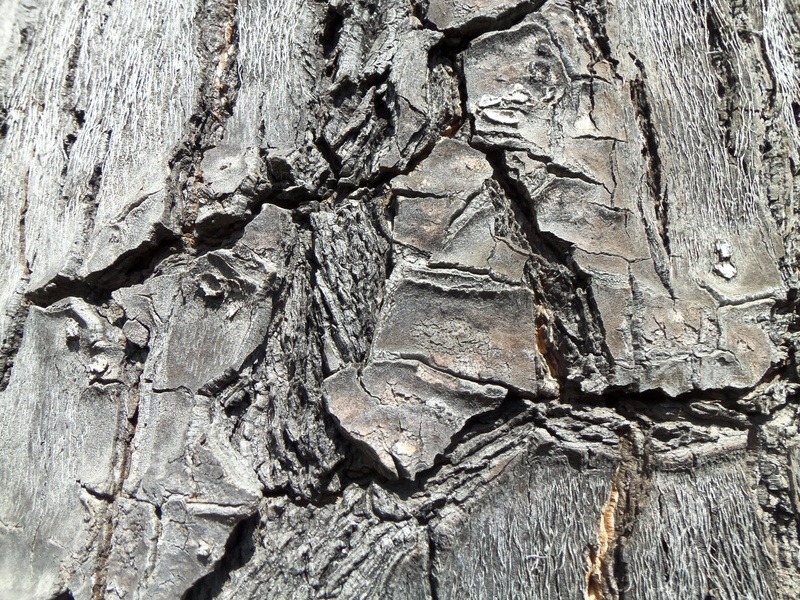 brown, pattern, Tree, wood - material, tree trunk, lush, trunk, Wood, 2K, backgrounds, pine wood, green, trees, autumn leaves, Cracks, plant, tree, natural condition