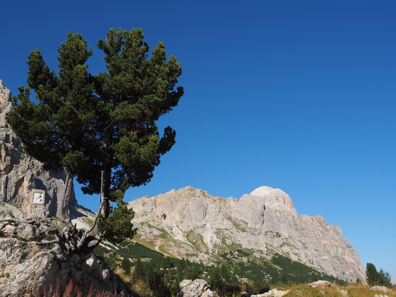 formation, nature, dolomites, italy, tree, passo falzarego, scenics - nature, tofana de rozes, pass, sky, mountains, mountain peak, eroded, plant, sunlight