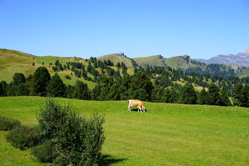 environment, animal themes, plant, tree, domestic, field, grass, animal, beauty in nature, idyll, landscape, dolomites, scenics - nature, ciampinoi, pets