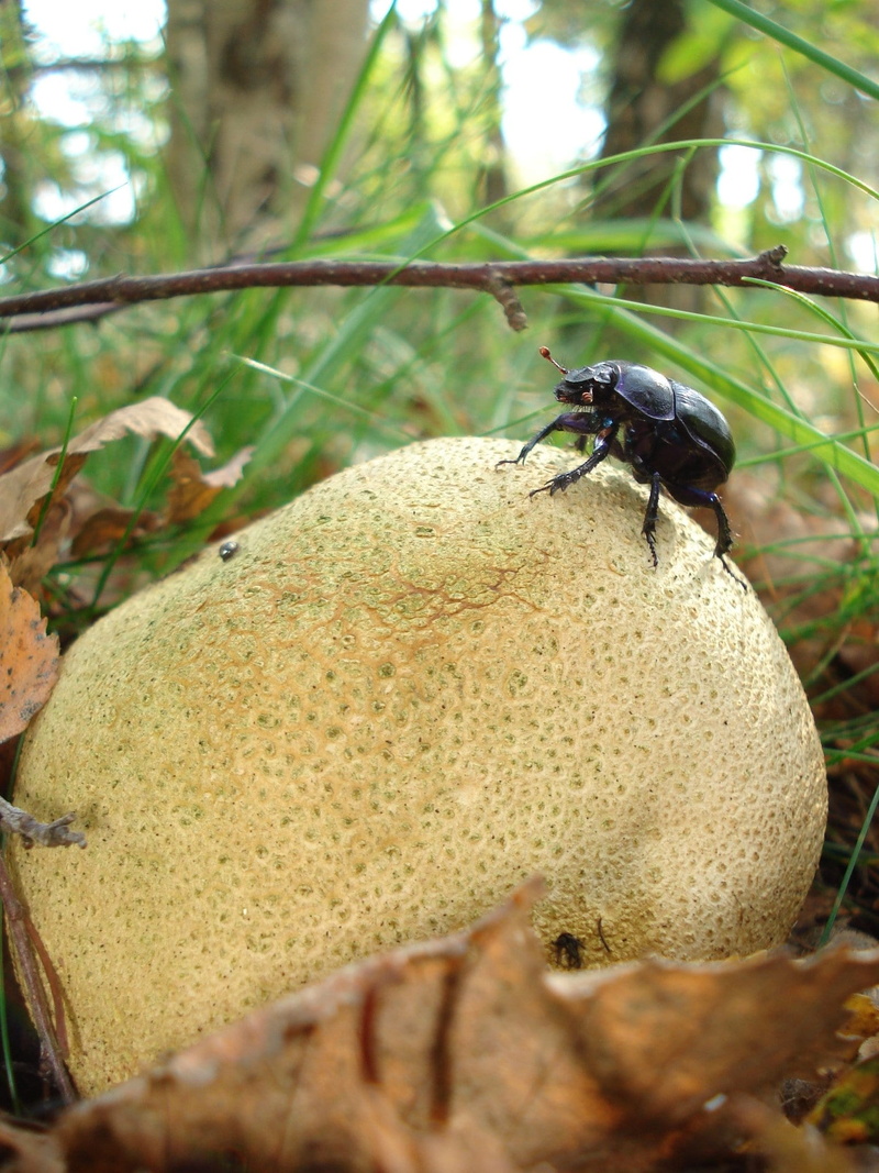 beetle, outdoors, leaf, citrinum, plant, rock, focus on foreground, invertebrate, day, no people, selective focus, animals, animal, animals in the wild