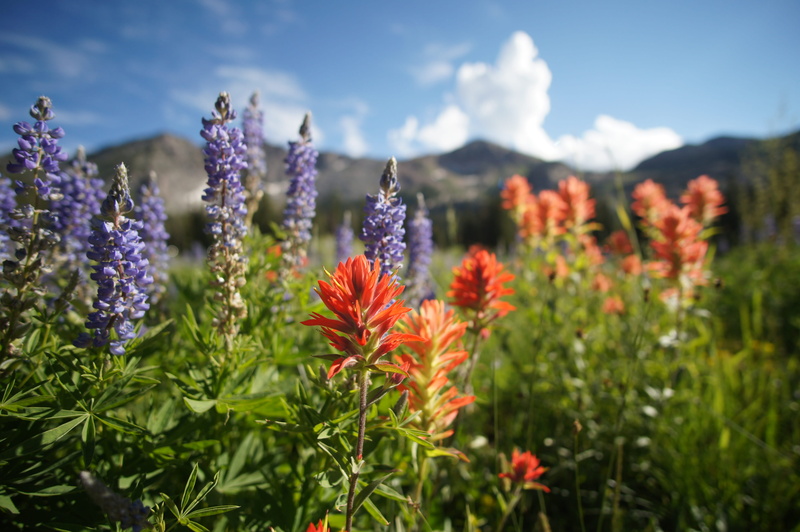 freshness, purple, nature, albion basin, butterfly - insect, lavender, no people, 4K, sky, plant, united states, close-up, alta, petal, inflorescence