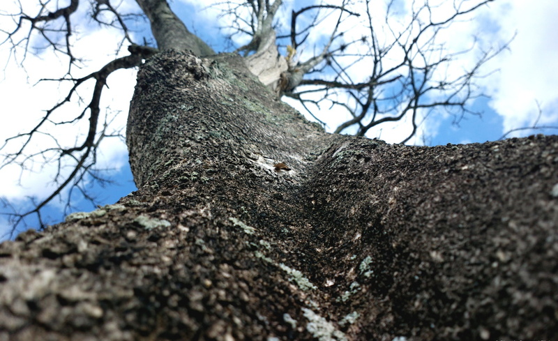 Forests, tree trunk, no people, trunk, galhos, arvore, morta, plant, rough, low angle view, natureza, directly below, bare tree, trees, selective focus