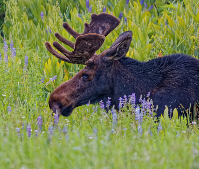 mammal, deer, black, brown, no people, animal themes, one animal, field, alta, vertebrate, plant, animal head, antler, selective focus, nature, herbivorous