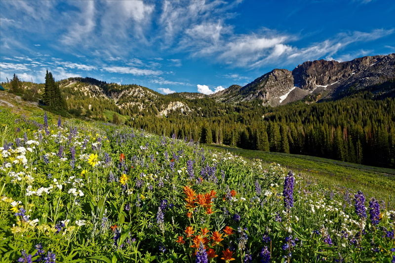 sky, grassland, farm, flower, freshness, alps, nature, scenics - nature, no people, rural, mountain range, flowering plant, 5K, growth, cloud - sky, environment