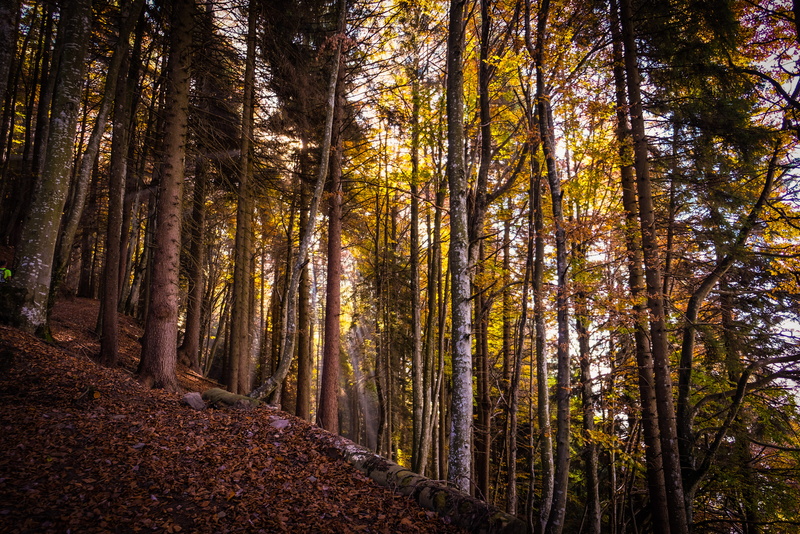 conifer, green, non-urban scene, vegetation, pine, tree canopy, trunk, scenics - nature, oak, sunlight, italy, outdoors, forest, leafed, plant, 4K, road