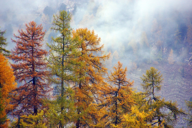 tranquility, no people, environment, leafed, vegetation, pine, nature, coniferous tree, park, forest, pinaceae, change, evergreen tree, outdoors, fire