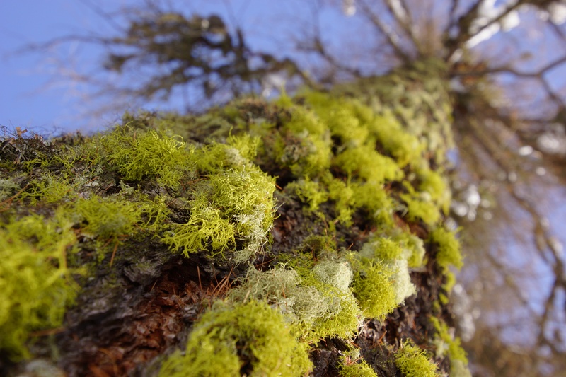 close-up, scorza, day, trees, green, into the woods, lichen, tree trunk, forest, selective focus, plant, tree, outdoors, trunk, bark, green color, fungus