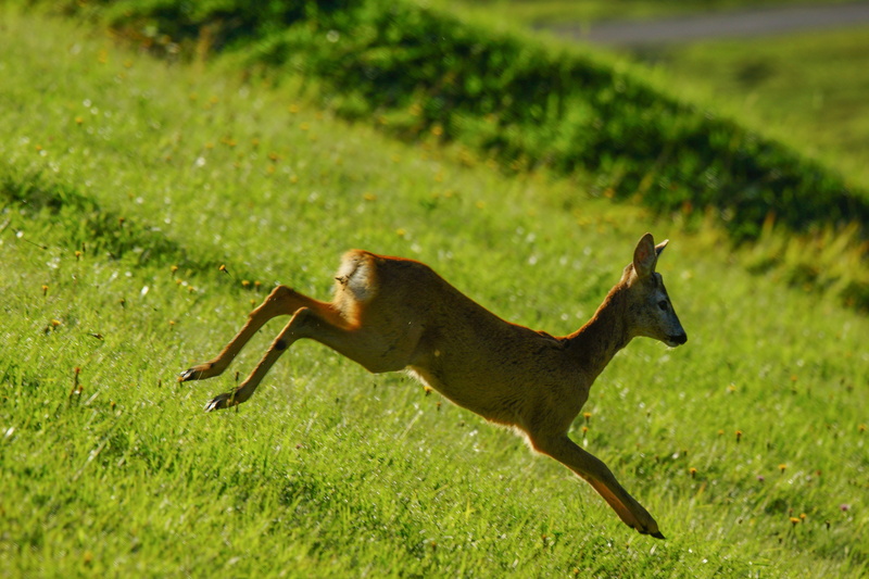 dolomites, summer, italian, athletic, gallop, ladinia, male, one animal, animal world, young animal, plant, no people, shy, park, green, brown, sly, val badia