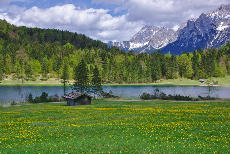 1080P, summer, yellow, Field, forest, Bayern, buttercup, Germany, landscape, outdoors, brown, tree, water, green grass, grass, Alps, nature, lake  Bavaria