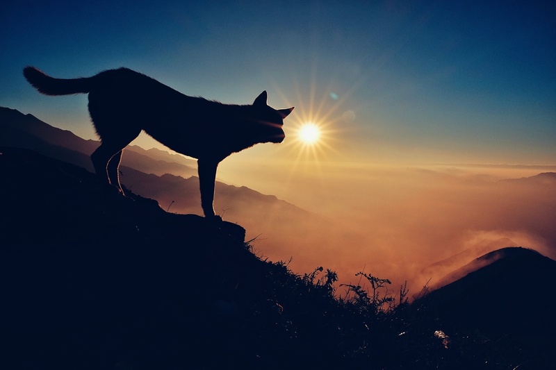 animal themes, clouds, nature, sunset, feline, beautiful eyes, mountain high, bright, background, neck, cat, sunbeam, domestic animals, red, dalat, no people