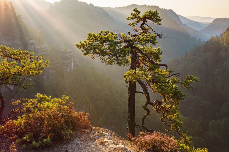 leaf, 4K, Sony  E-Mount, scenics, autumn, green, Canyon  Mountains, yellow, Landscape, outdoors, Sunrise, Elbsandsteingebirge, photo, Baum, shot, Tal
