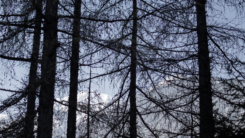 abies, growth, plant, fir, trunk, night, tranquility, tranquil scene, 4K, tree trunk, snow, astronomy, moon, tree, conifer, universe, sky, beauty in nature