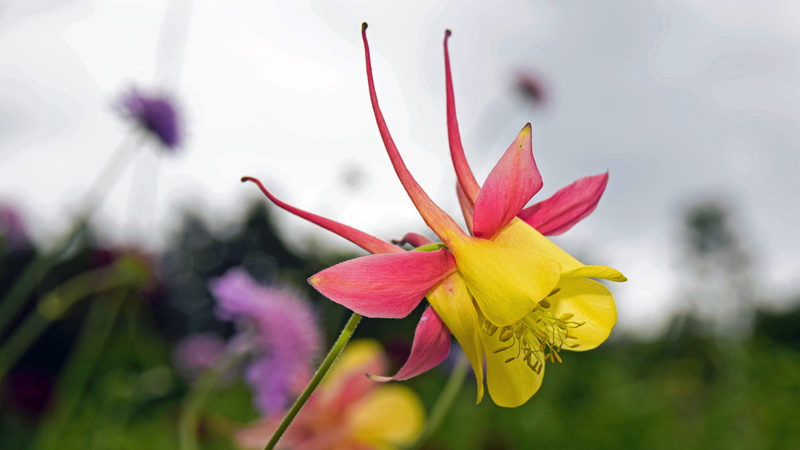 dee-tal, sepal, close-up, schlossgarten, day, purple, yellow, columbine, plant, nature, inflorescence, red yellow, aberdeenshire, fragility, petal, growth