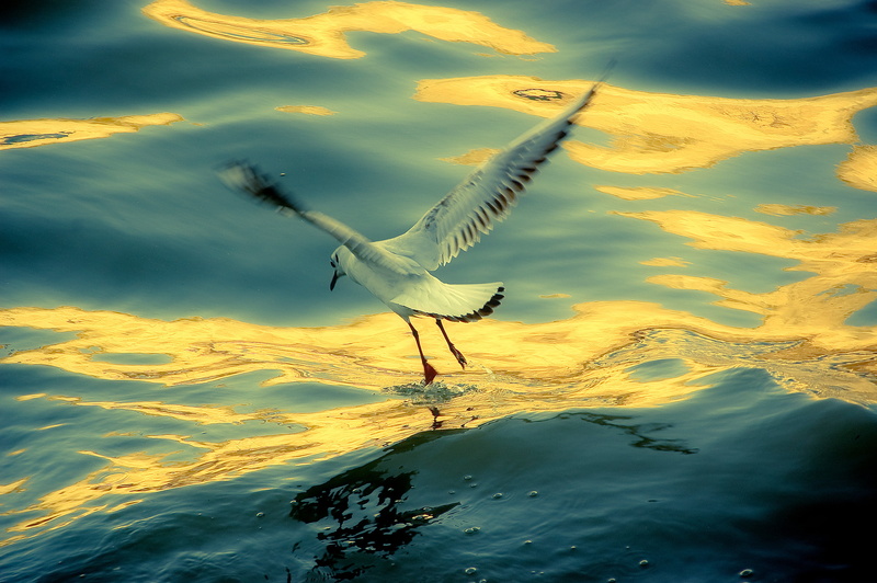 gull, nikon  d40, animal, bird, 2K, parque, flying, rio  tejo, ouro, sea, Gold, nature, SOE, leak, blue, untitled, love, portugal, pic, sigma