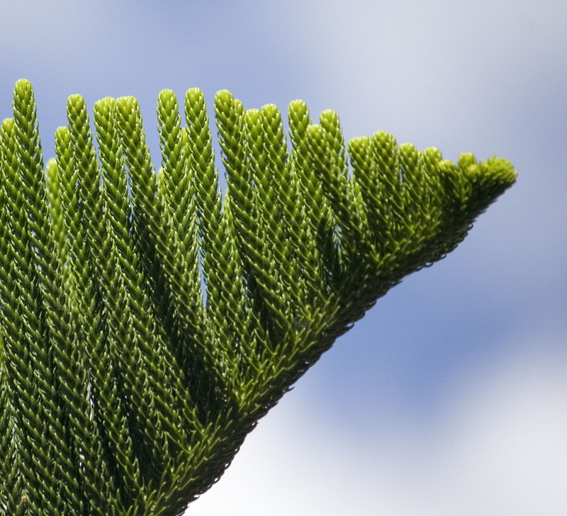 green, 1080P, green Color, leaf, green leaf, nature, SOE, plant, close-up, green world