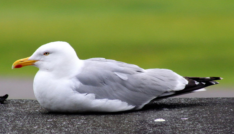 hotel, white, feather, black, dornoch, beak, outdoors, parent, bird, herring gull, seagull, sutherland, golf, ground, animal, SOE, bokeh, Avian, larus argentatus