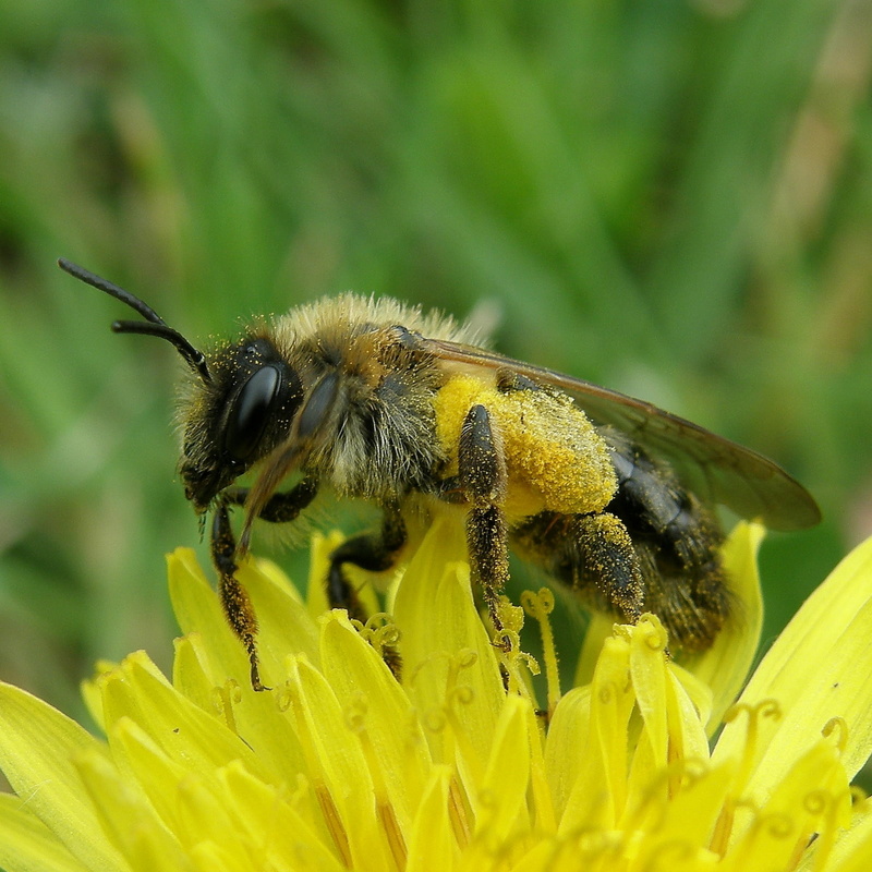 AS I SEE IT, vert, yellow  green, summer, SOE, bath, honey Bee, close-up, flowers, jaune, flower, nature, plant, LIFE, selective, Photographer, macro, Pixels
