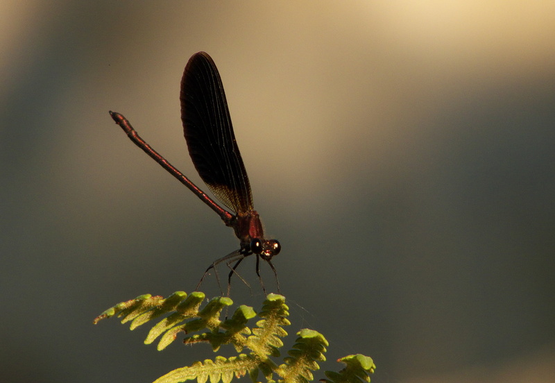 Wish I, Damn, du, alpha, wildlife, leaf, Award, image  capture, insect, photography, beauty In Nature, centaure, animal Wing, gros, perched, de, Lumix