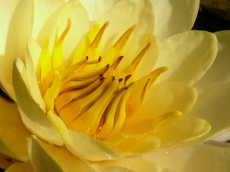 yellow, close up, photo, flower, macro, close, beauty In Nature, flower Head, botany, Nymphaea Alba, cluster, water Lily, 2K, nature, Nymphaea mexicana