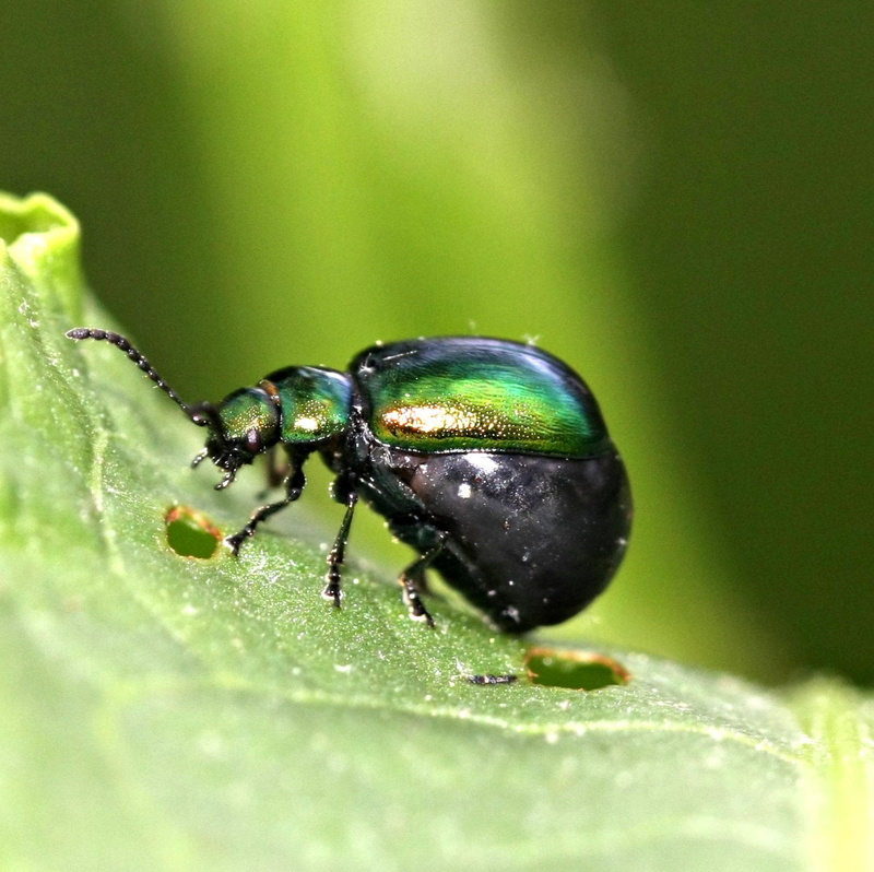 Gastrophysa, bright green, photography, richmond county, close-up, cyanea, insect, Chrysomeloidea, shot, Chrysomelinae, leaf, macro, Chrysomelidae, 720P